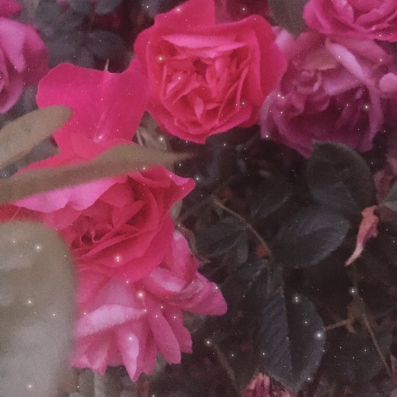 Meet your Posher, Kelly - Picture 1 of 1